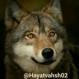 hayatvahsh02 | Unsorted