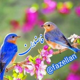fazellan | Неотсортированное