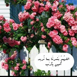 ashi_nasser | Unsorted