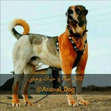 animal_org | Unsorted