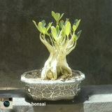 persian_bonsai | Неотсортированное
