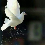 parvaztakhoda | Unsorted