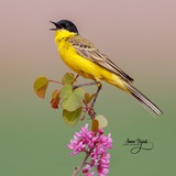 sasanphotography | Unsorted