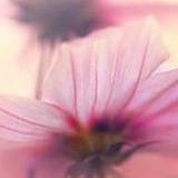 havaye_havva | Unsorted