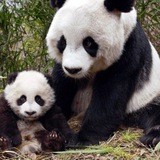 lovely_animal | Unsorted