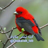 chakavak_tab | Unsorted