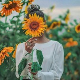 sunflower_o | Unsorted