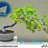 iranibonsai_ch | Unsorted