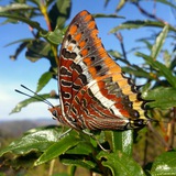 mariposasibericas | Unsorted