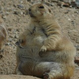 Marmotte Øbese Çonquisteranno il Mondo [MøçM]