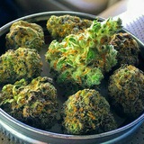 Stoners Worldwide