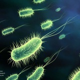 iranian_microbiology | Unsorted
