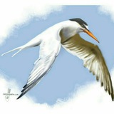 birds_of_bushehr | Unsorted