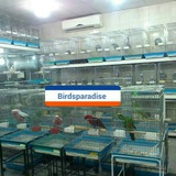 birdspar | Unsorted