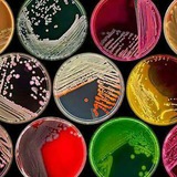 microbiology_lab1 | Unsorted