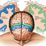 biologypowerpoint | Unsorted