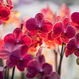 laserorchides | Unsorted