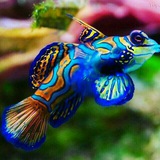 dolphin_aquarium | Unsorted