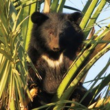 پروژه حفاظت از خرس سیاه آسیایی