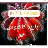 cactusbarbod | Unsorted