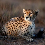 hayatvahsh_iran | Unsorted