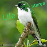 lifestaree | Unsorted