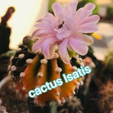 cactus_isatis | Unsorted