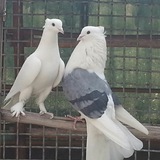 kabotaran_iran | Unsorted