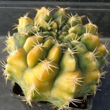 cactuskala | Unsorted