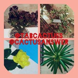 tabcactuss | Unsorted