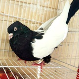 kabootarscience | Unsorted