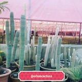 orhancactus | Unsorted