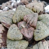 royal_haworthia | Unsorted