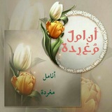 mogharrida | Unsorted
