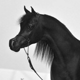 black467 | Неотсортированное