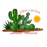zibacactus | Unsorted