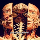 anatomy_acland | Unsorted