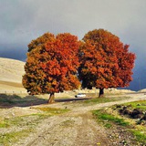 alisharifibidsorkhi | Unsorted