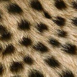 iraniancheetahsociety | Unsorted