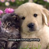 luxurypetshop | Unsorted
