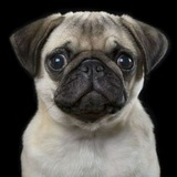 itsdougthepug | Unsorted