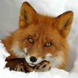 Cute foxes