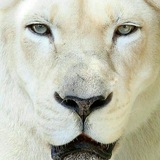 hayate_vahsh | Unsorted