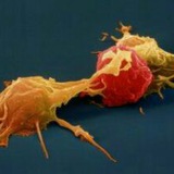 livingimmunology | Unsorted