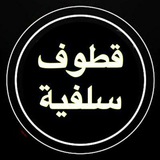kotof_salafia | Unsorted