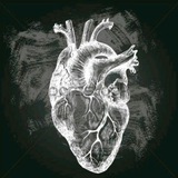 °•[βlαcκ" hεαr†♡]°•