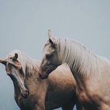 ii4sh | Unsorted