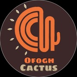 cactusofogh | Unsorted