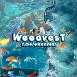 weeavest | Unsorted