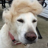 trumpsdog | Unsorted